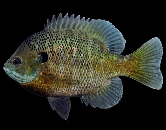 Bluegill male in spawning colors, side view photo with black background