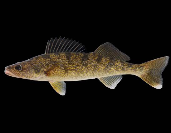 Walleye side view photo with black background