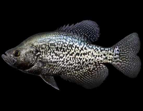 Black crappie, male in spawning colors, side view photo with black background