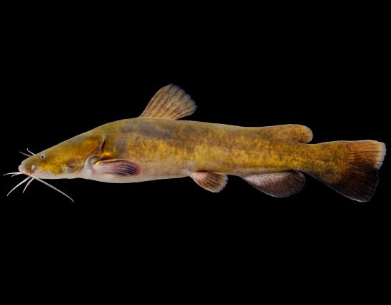Flathead catfish side view photo with black background