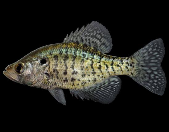 White crappie male, side view photo with black background
